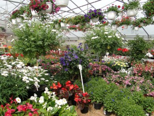 Gartencenter Michael Mohr - Außenanlage Standort Todesfelde