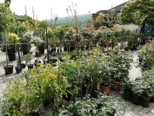 Gartencenter Michael Mohr - Außenanlage Standort Todesfelde